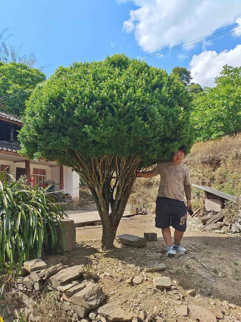 黄杨木哪个品种最值钱？-第1张图片-宁夏农业信息网