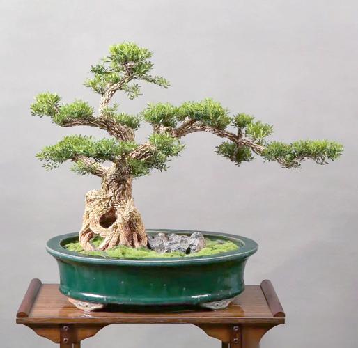 黄杨木哪个品种最值钱？-第3张图片-宁夏农业信息网