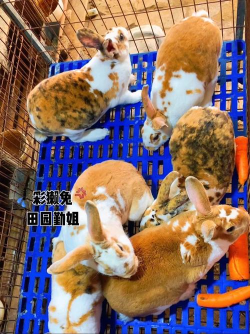 獭兔和肉兔哪个品种更优？-第1张图片-宁夏农业信息网