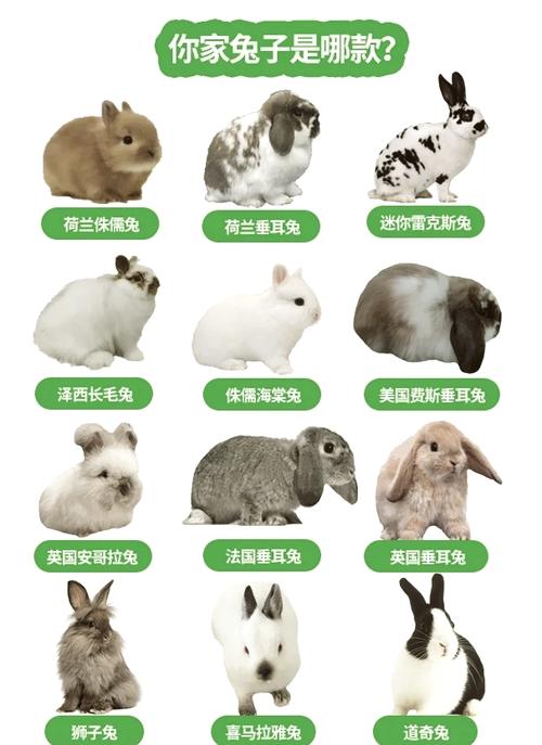 獭兔和肉兔哪个品种更优？-第3张图片-宁夏农业信息网