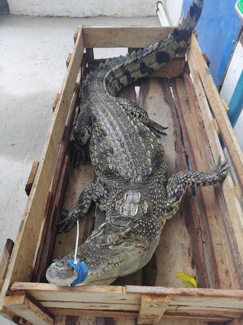 养殖场的鳄鱼是什么品种？-第1张图片-宁夏农业信息网