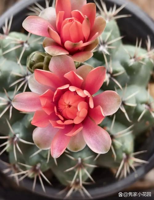 哪种仙人球开花最多？-第3张图片-宁夏农业信息网