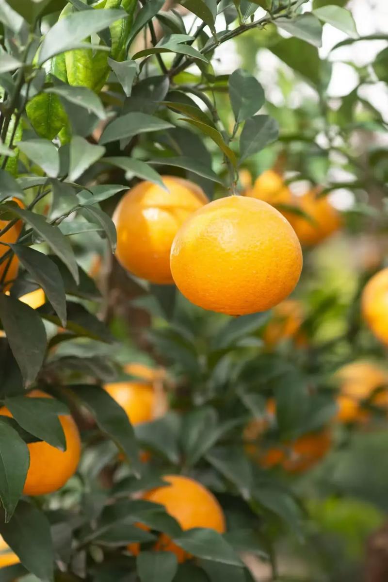 现在有哪些柑桔新品种？-第1张图片-宁夏农业信息网