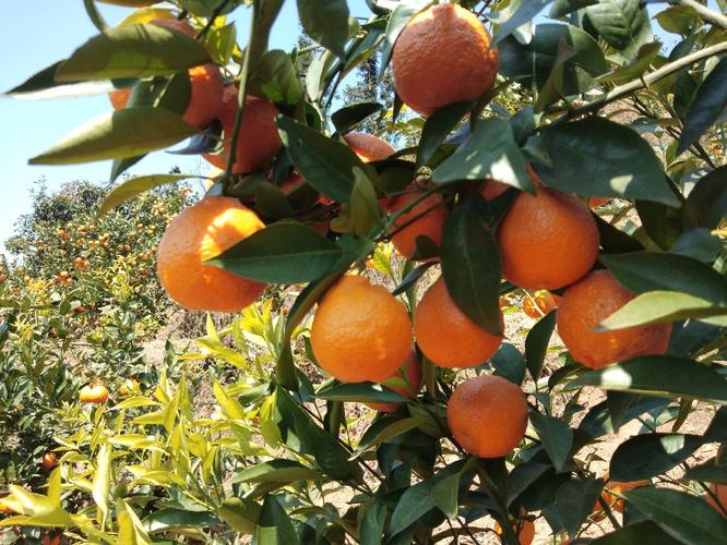 现在有哪些柑桔新品种？-第2张图片-宁夏农业信息网