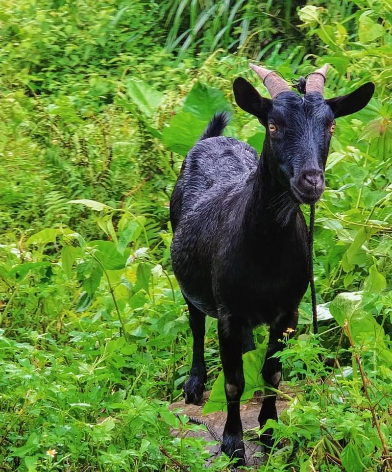 养殖黑山羊哪个品种好？-第1张图片-宁夏农业信息网