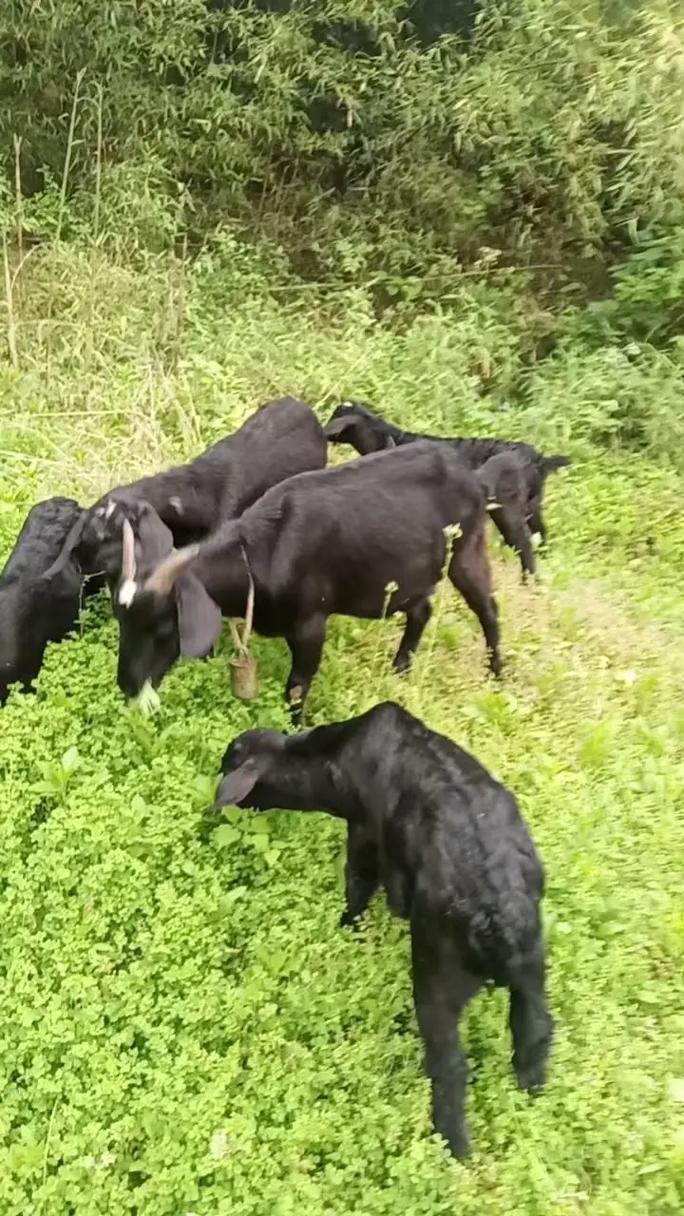 养殖黑山羊哪个品种好？-第2张图片-宁夏农业信息网