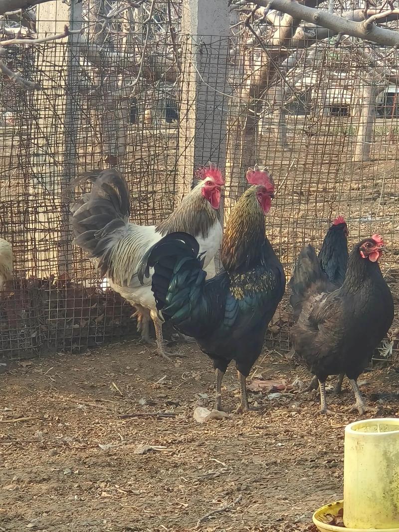 山上养什么鸡品种好？-第1张图片-宁夏农业信息网