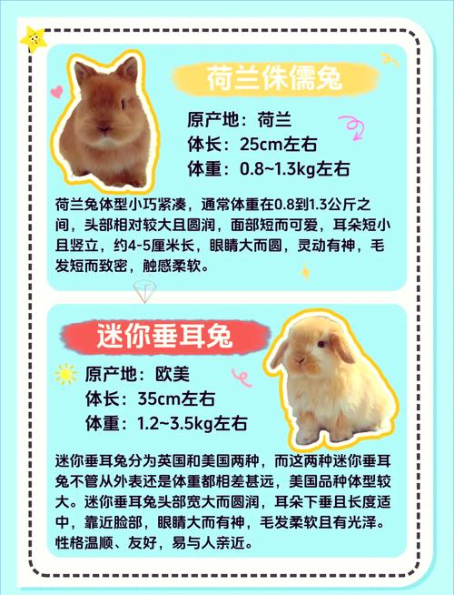 买什么品种的兔子好？-第1张图片-宁夏农业信息网