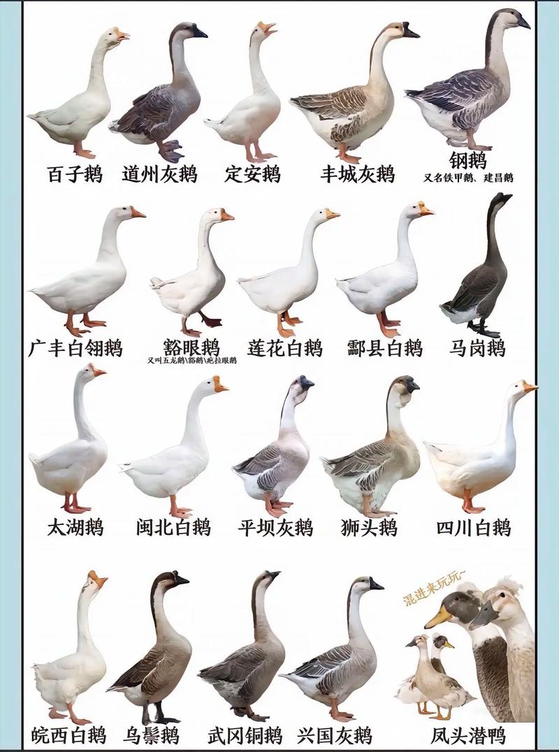 70天肉鹅有哪些优良品种？-第1张图片-宁夏农业信息网