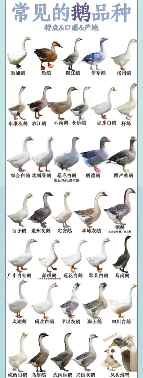 70天肉鹅有哪些优良品种？-第2张图片-宁夏农业信息网