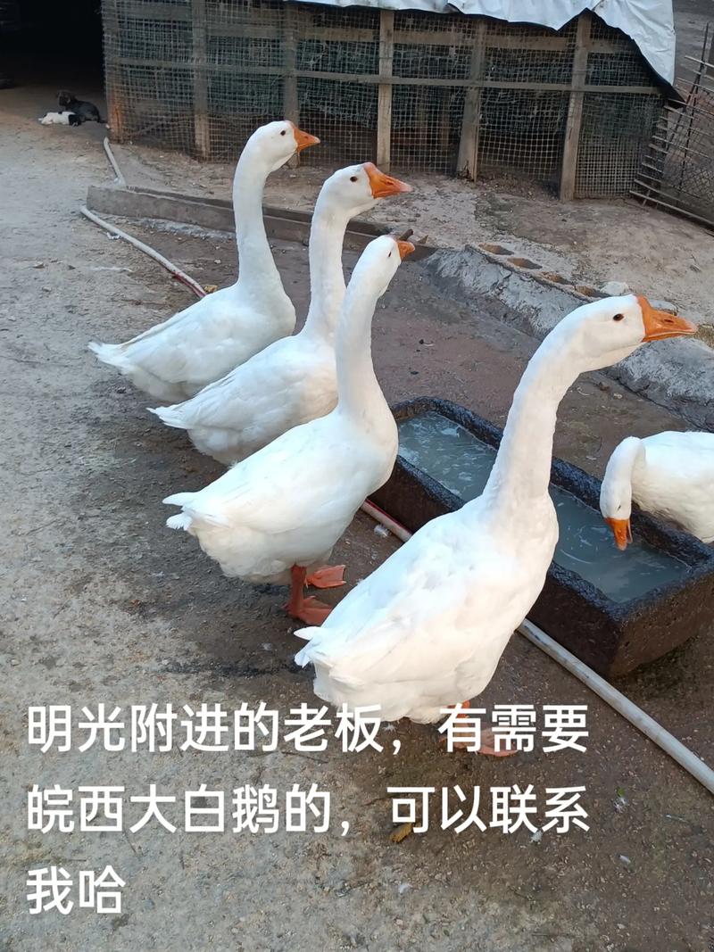 70天肉鹅有哪些优良品种？-第3张图片-宁夏农业信息网