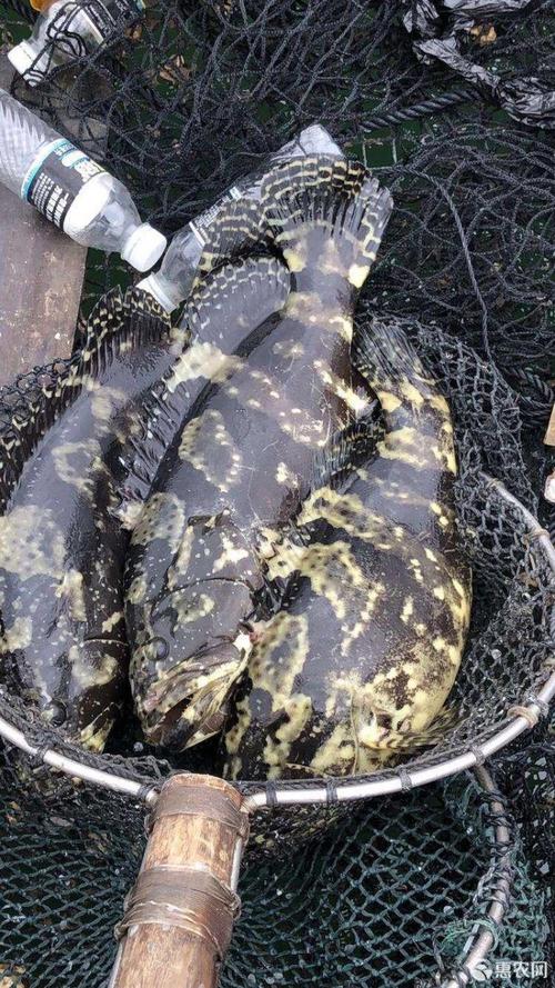 野生石斑鱼品种有多少？-第1张图片-宁夏农业信息网