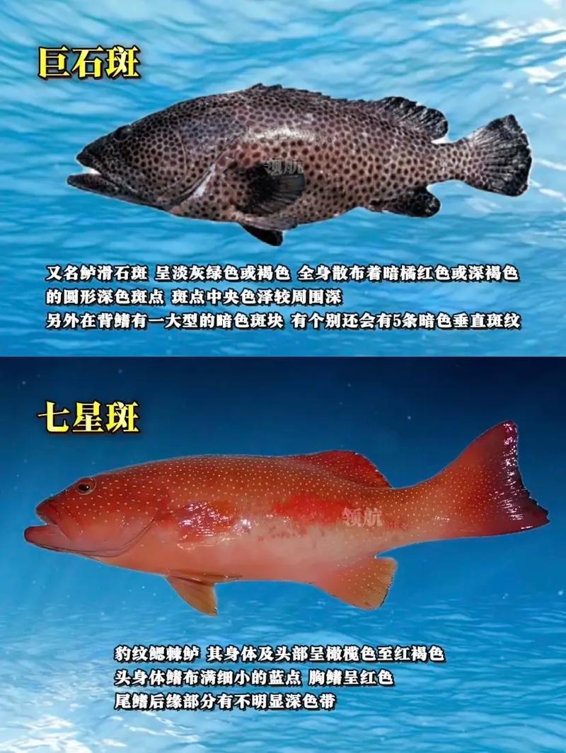 野生石斑鱼品种有多少？-第3张图片-宁夏农业信息网
