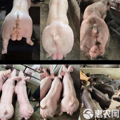 商品猪配种品种浏览图-第1张图片-宁夏农业信息网