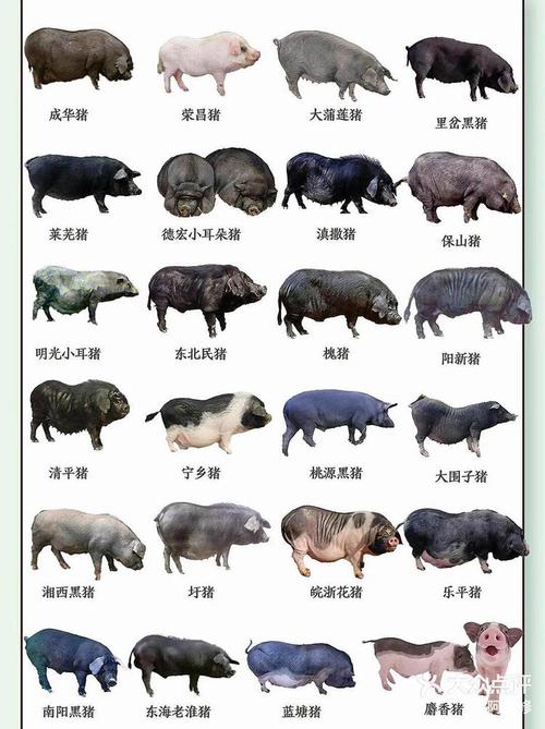商品猪配种品种浏览图-第2张图片-宁夏农业信息网
