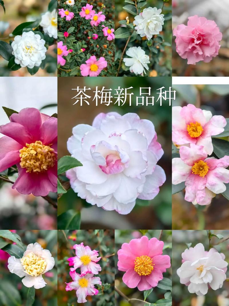 茶花种植及有那些品种-第1张图片-宁夏农业信息网