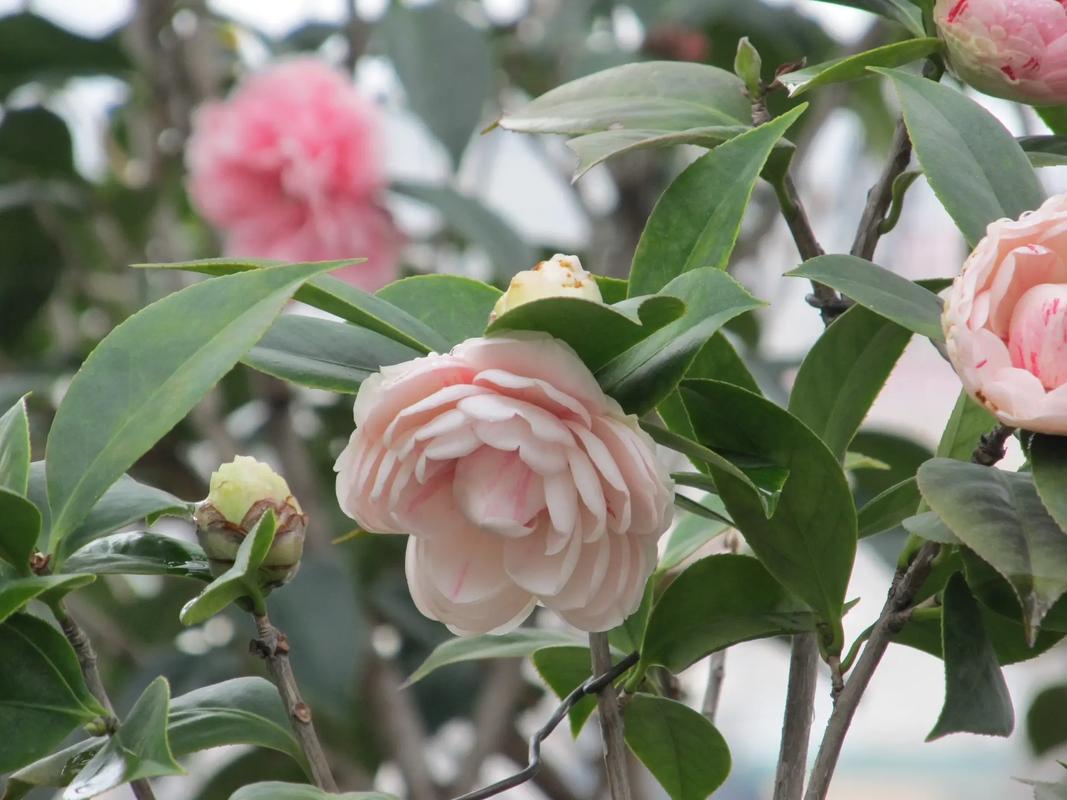 茶花种植及有那些品种-第2张图片-宁夏农业信息网