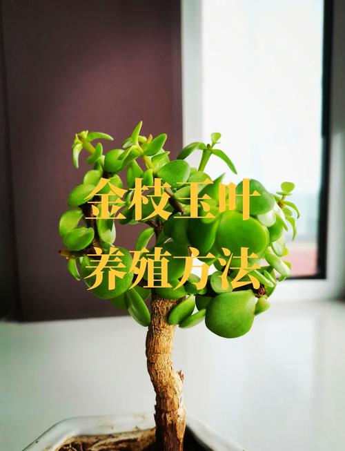 金枝玉叶怎么繁殖？-第1张图片-宁夏农业信息网
