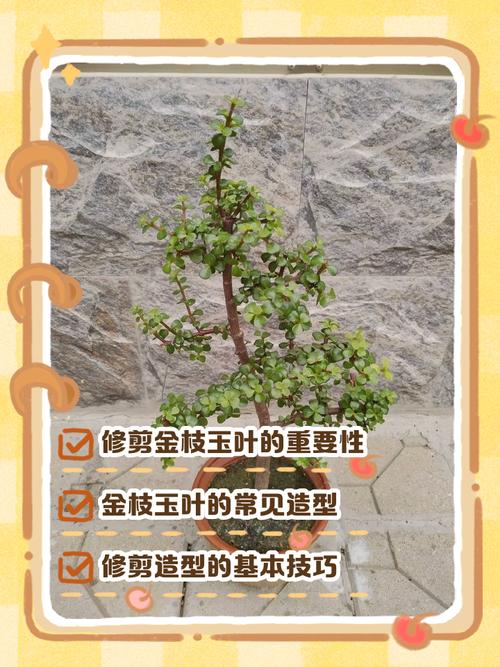 金枝玉叶怎么繁殖？-第2张图片-宁夏农业信息网