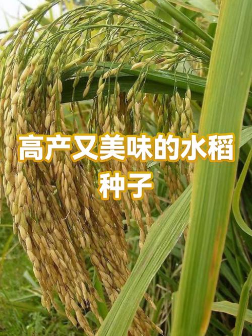 水稻品种垦稻种子有哪些？-第1张图片-宁夏农业信息网