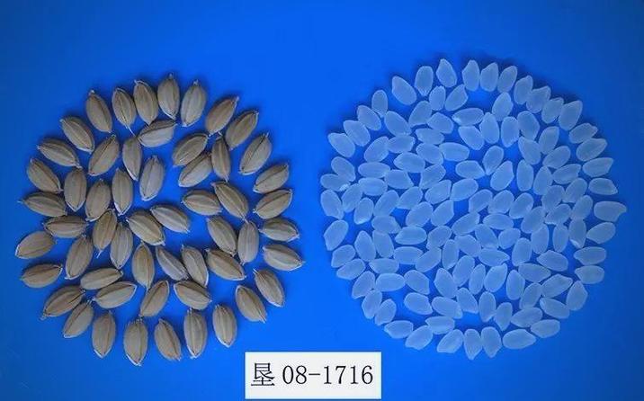 水稻品种垦稻种子有哪些？-第2张图片-宁夏农业信息网