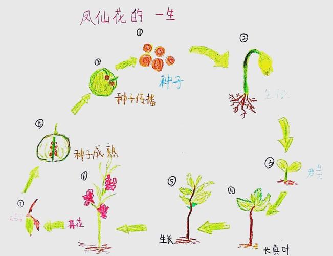 凤仙花怎么播种？步骤有哪些？-第3张图片-宁夏农业信息网