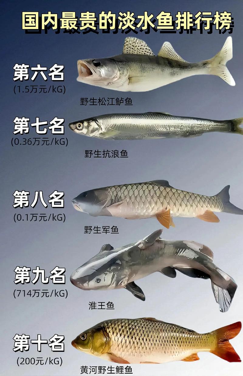 国内最贵水产是什么？价格有多高？-第1张图片-宁夏农业信息网