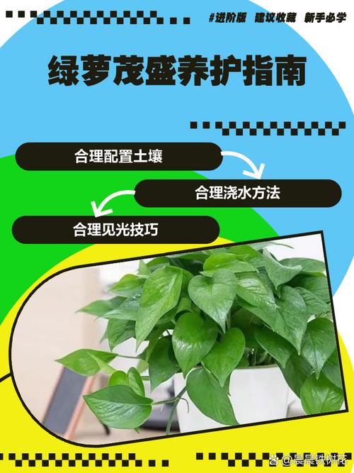 绿罗怎么养才茂盛？有哪些注意事项？-第1张图片-宁夏农业信息网