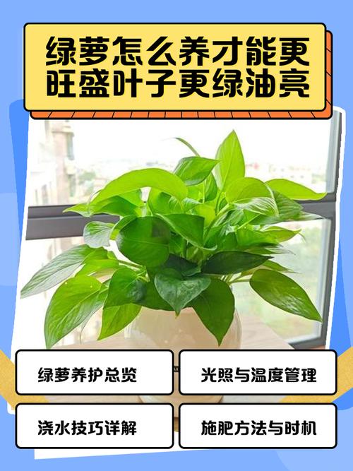 绿罗怎么养才茂盛？有哪些注意事项？-第3张图片-宁夏农业信息网