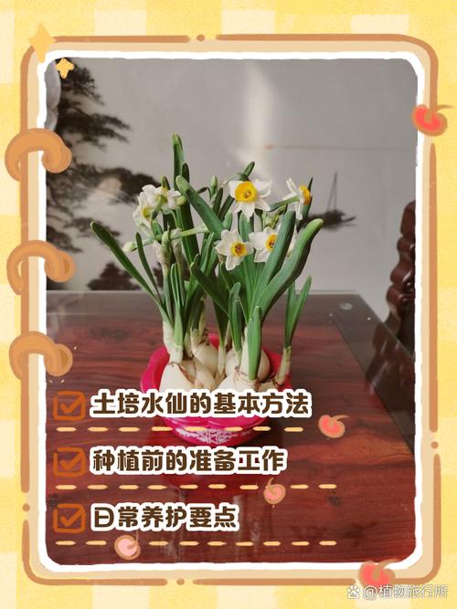 夏季水仙花怎么养？-第1张图片-宁夏农业信息网