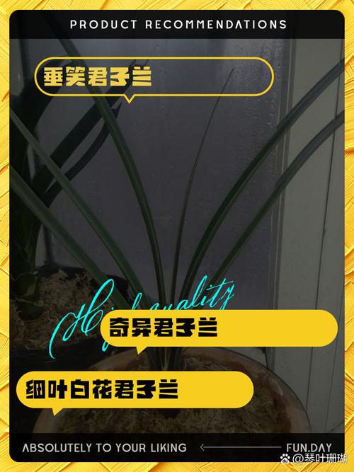 小型君子兰有哪些常见品种？-第2张图片-宁夏农业信息网