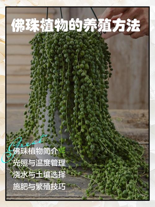 佛珠怎么养才爆盆？注意这些要点！-第1张图片-宁夏农业信息网