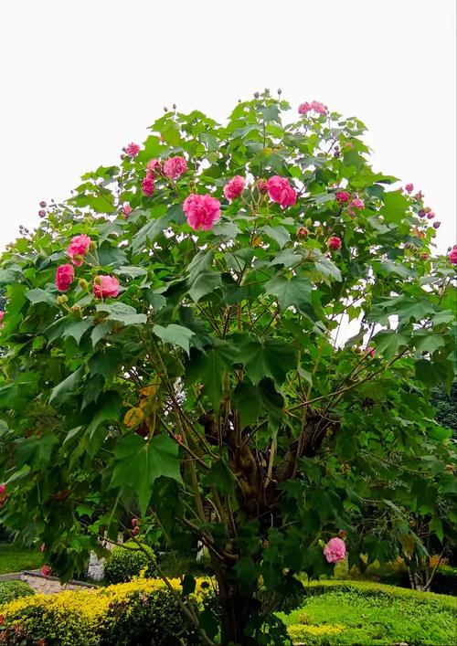 芙蓉花有哪些常见品种？-第1张图片-宁夏农业信息网