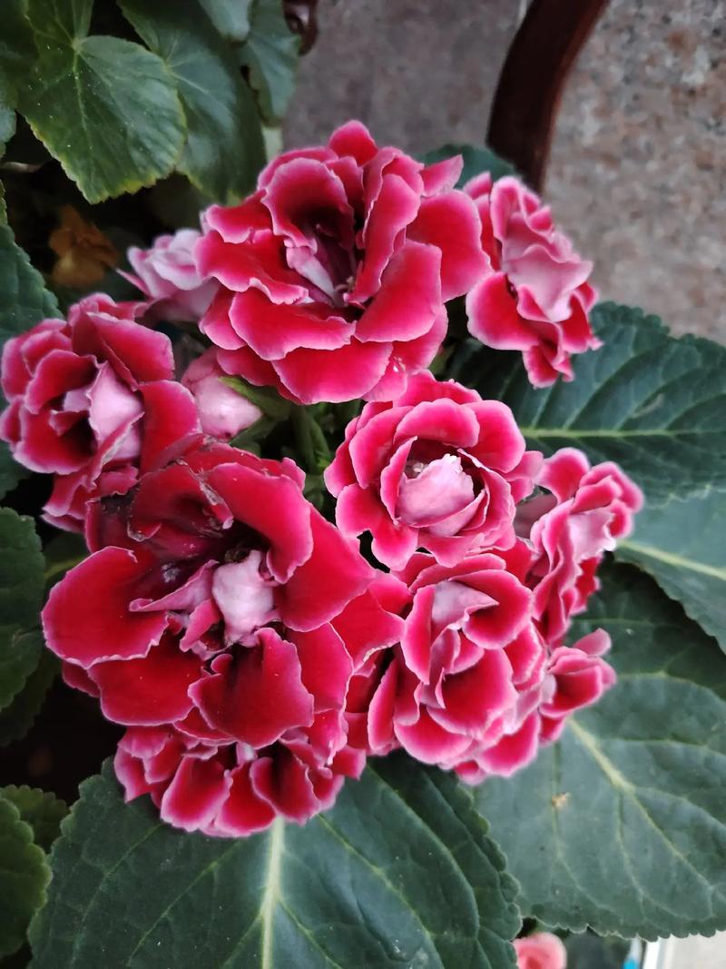 芙蓉花有哪些常见品种？-第2张图片-宁夏农业信息网