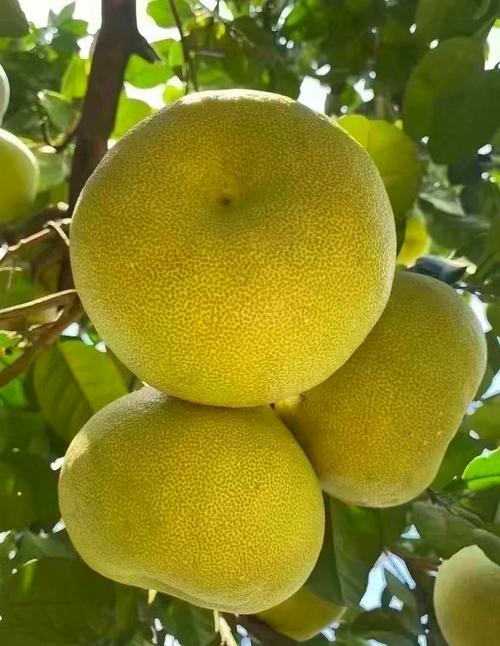 北方哪些柚子品种能种？-第1张图片-宁夏农业信息网