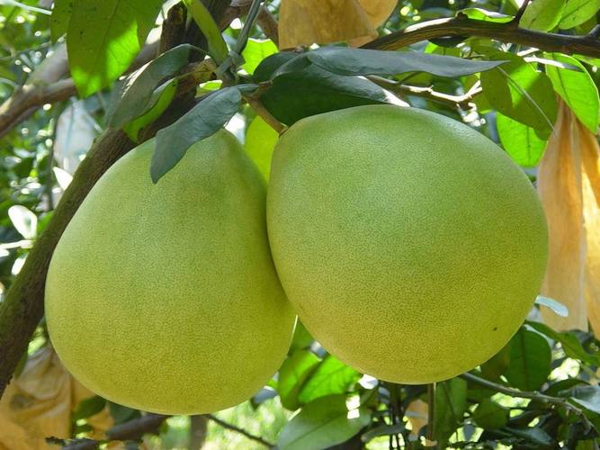 北方哪些柚子品种能种？-第3张图片-宁夏农业信息网