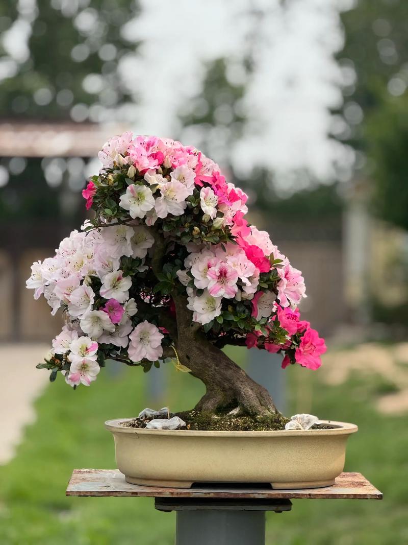 杜鹃花怎么修剪？图解步骤有哪些？-第2张图片-宁夏农业信息网