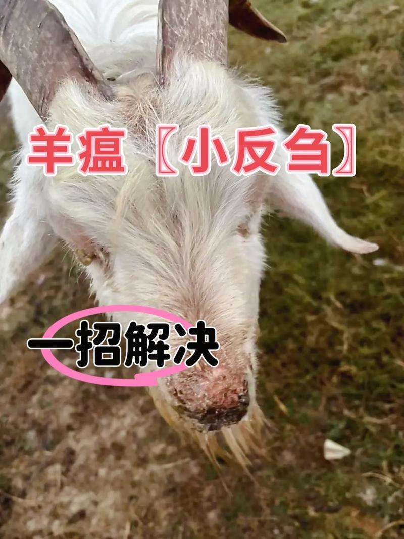 羊口蹄疫怎么治?有啥特效药吗?-第1张图片-宁夏农业信息网 羊口蹄疫怎么治?有啥特效药吗?-第1张图片-宁夏农业信息网