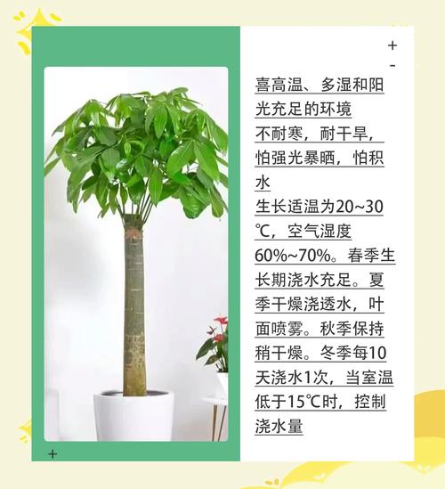 冬天发财树怎么养才能安全过冬？-第1张图片-宁夏农业信息网