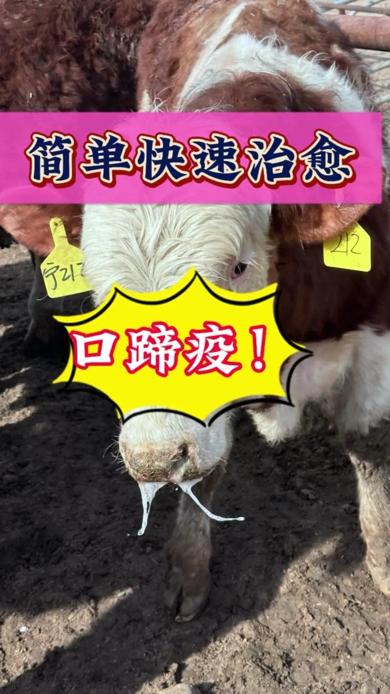牛口蹄疫如何识别与治疗？-第1张图片-宁夏农业信息网