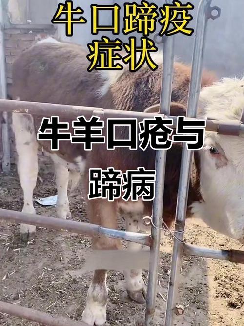 牛口蹄疫如何识别与治疗？-第2张图片-宁夏农业信息网