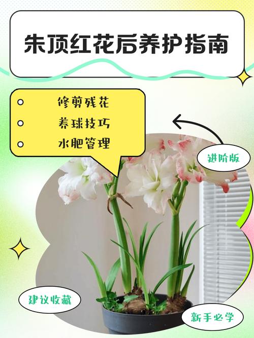 朱顶红怎么养？看图学养殖技巧！-第2张图片-宁夏农业信息网