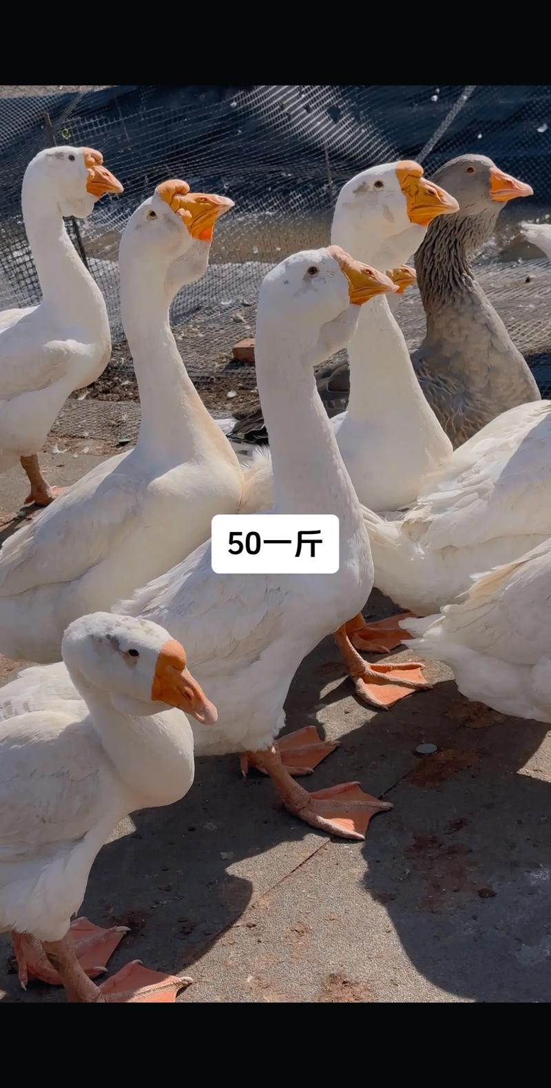 哪些鹅品种更适合养殖？-第1张图片-宁夏农业信息网
