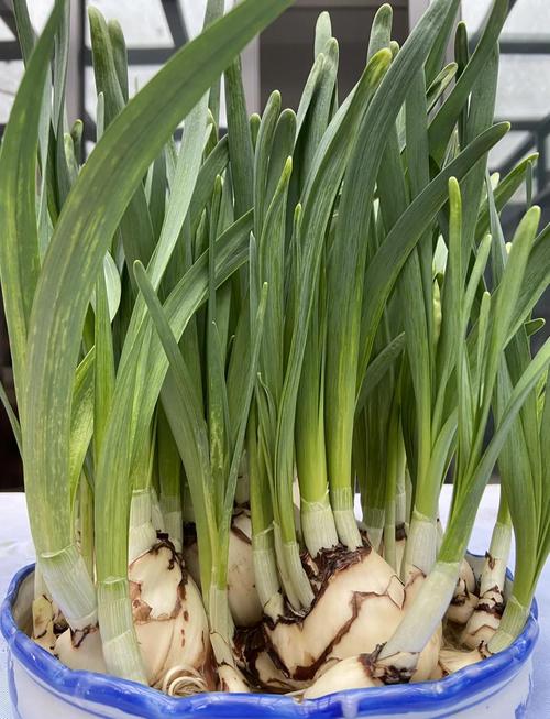 冬天水仙花怎么养才好？-第2张图片-宁夏农业信息网