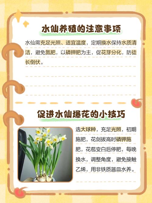 冬天水仙花怎么养才好？-第3张图片-宁夏农业信息网