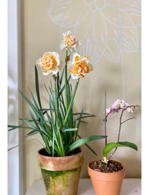 冬天水仙花怎么养才好？-第1张图片-宁夏农业信息网