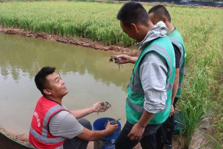 生态健康水产养殖技术如何推广?-第1张图片-宁夏农业信息网 生态健康水产养殖技术如何推广?-第1张图片-宁夏农业信息网