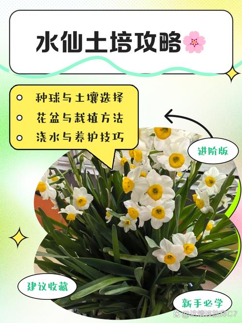 水仙花的养殖方法 图片-第2张图片-宁夏农业信息网