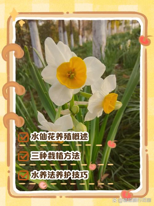 水仙花的养殖方法 图片-第3张图片-宁夏农业信息网