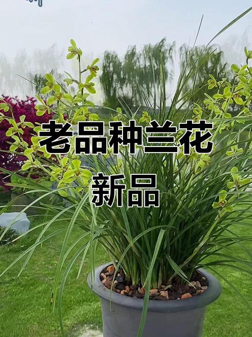 兰花中最名贵的品种是什么？-第2张图片-宁夏农业信息网